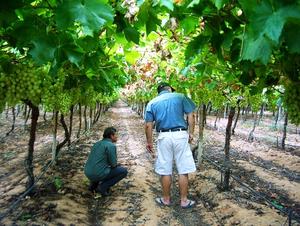 Michel and Andy inspecting grapes